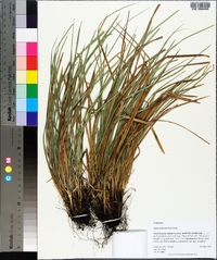 Carex superata image