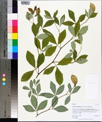 Baptisia megacarpa image