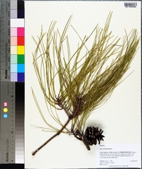 Pinus serotina image