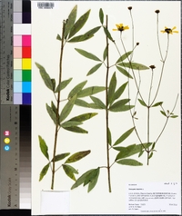 Coreopsis tripteris image