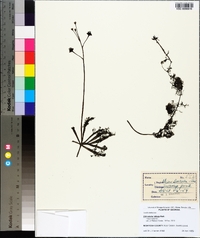 Utricularia inflata image