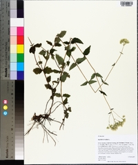 Eupatorium album image