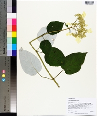 Hydrangea radiata image