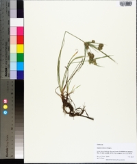 Cyperus retrorsus image