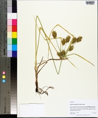 Cyperus lancastriensis image