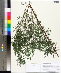 Indigofera caroliniana image