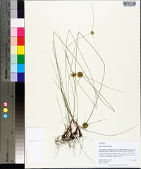 Cyperus filiculmis image