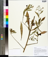 Ludwigia leptocarpa image