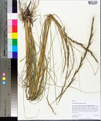 Aristida palustris image