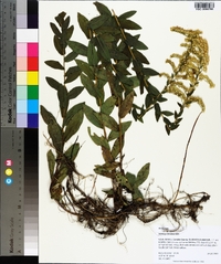 Solidago fistulosa image