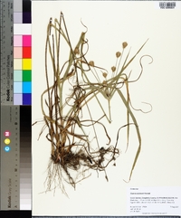 Cyperus plukenetii image