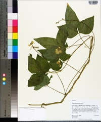 Vigna luteola image