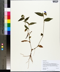 Commelina communis image