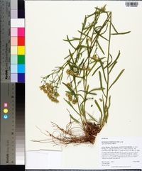 Sericocarpus linifolius image