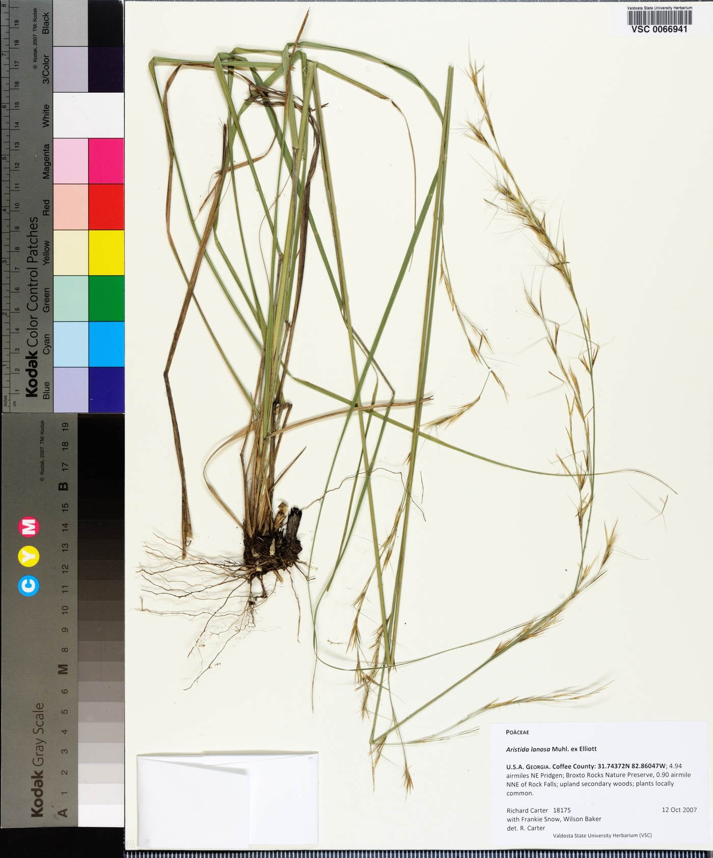 Aristida lanosa image