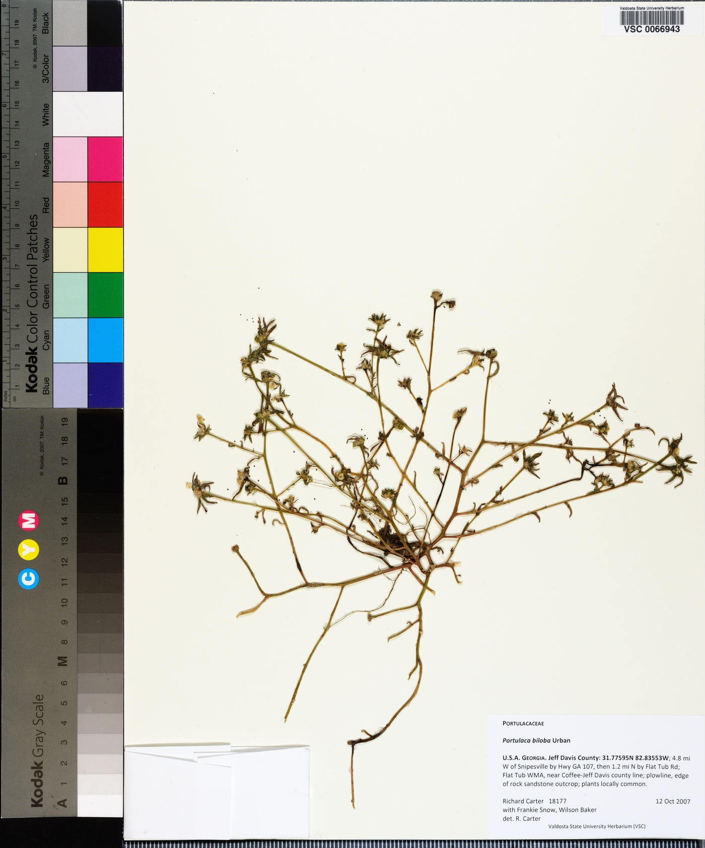 Portulaca biloba image