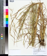 Andropogon gyrans image