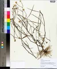 Symphyotrichum tenuifolium image