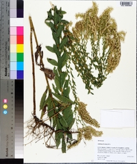 Solidago fistulosa image