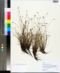 Fimbristylis schoenoides image