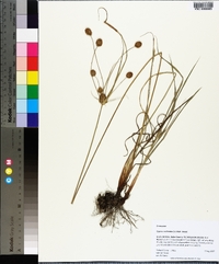 Cyperus echinatus image