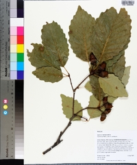 Quercus montana image