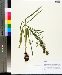 Liatris squarrosa image