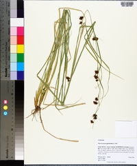 Rhynchospora glomerata image