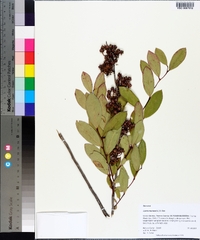 Lyonia mariana image