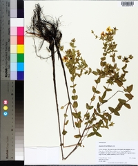 Hypericum myrtifolium image