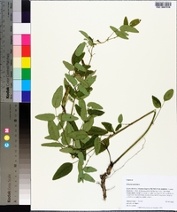 Clitoria mariana image