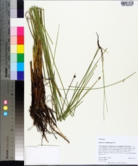 Eleocharis melanocarpa image