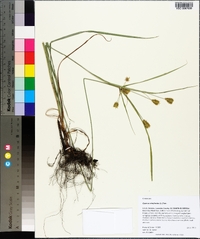 Cyperus retrofractus image