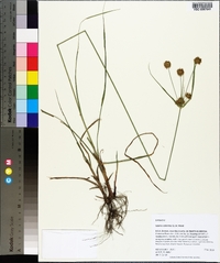 Cyperus echinatus image