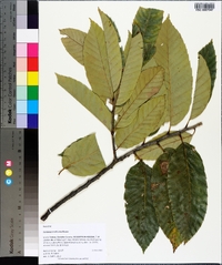 Castanea mollissima image