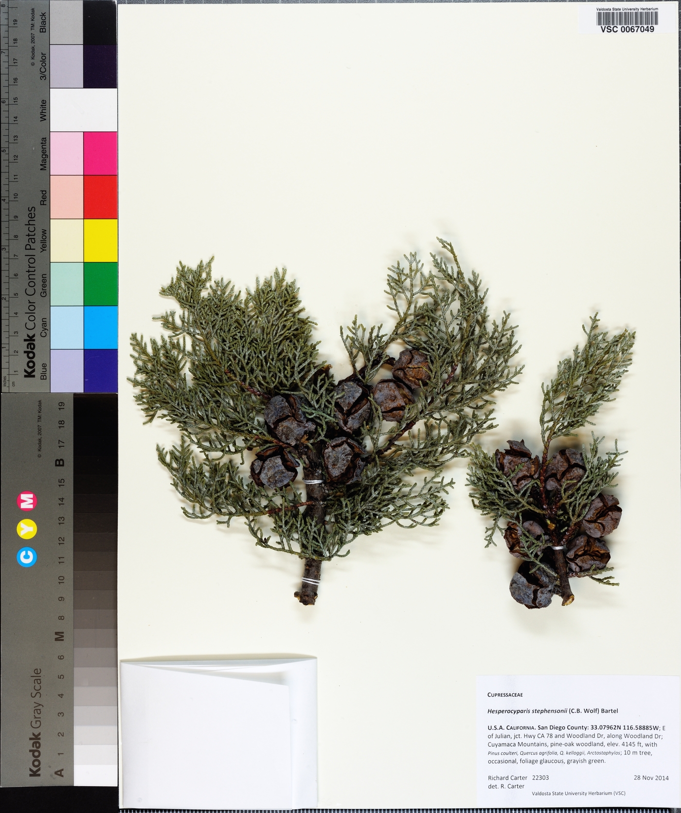 Cupressus arizonica var. stephensonii image