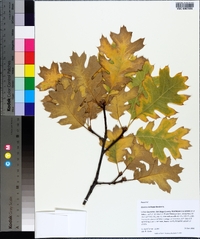 Quercus kelloggii image