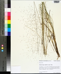 Muhlenbergia capillaris image