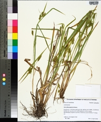 Carex flaccosperma image