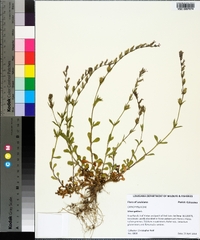 Silene gallica image