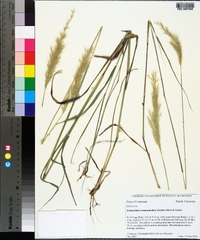 Bothriochloa longipaniculata image