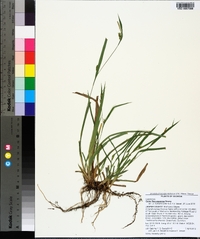 Carex flaccosperma image