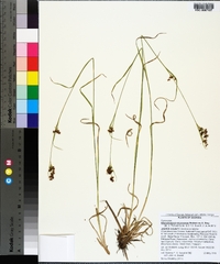 Rhynchospora microcarpa image