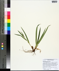 Carex flaccosperma image