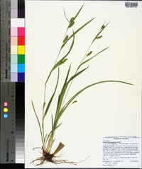 Carex flaccosperma image