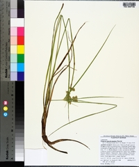 Cyperus pseudovegetus image