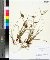 Cyperus retrorsus image