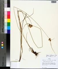 Cyperus reflexus image