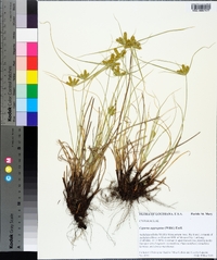 Cyperus aggregatus image