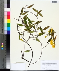 Gelsemium sempervirens image